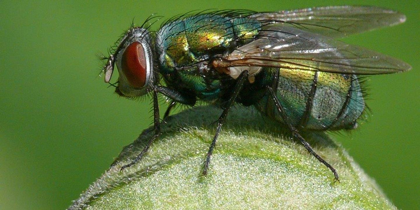 la charogne ou l etron le dilemme de la mouche verte