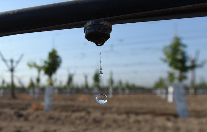 Des vignes destinées à produire des raisins de table sont arrosées au goutte-à-goutte, à Porterville, en Californie, en août 2016.