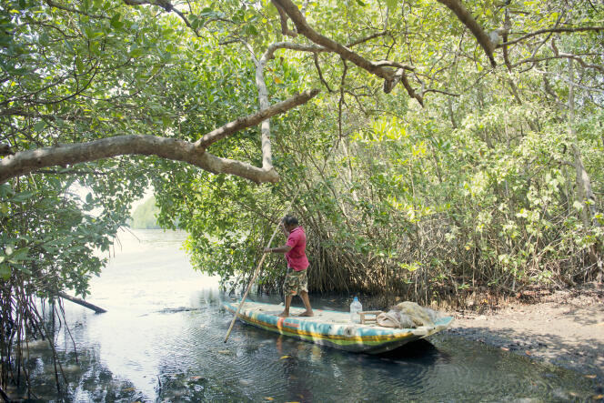 Dans la mangrove, près de Chilaw, au Sri Lanka, fin mars.