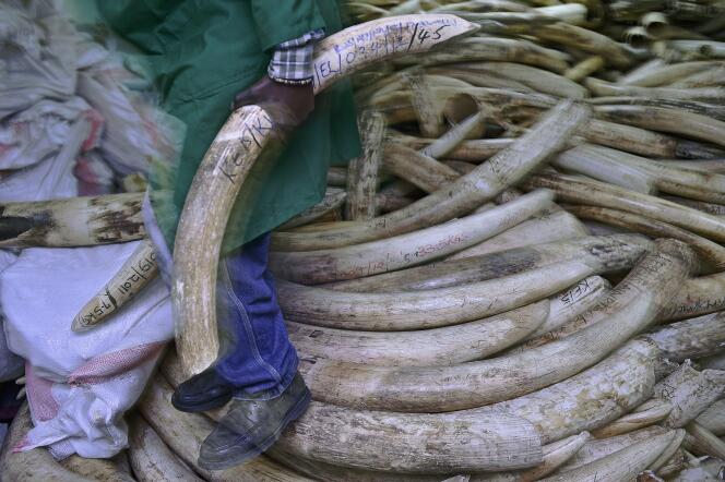 De l’ivoire confisqué par les autorités kényanes, à Nairobi, en 2016.