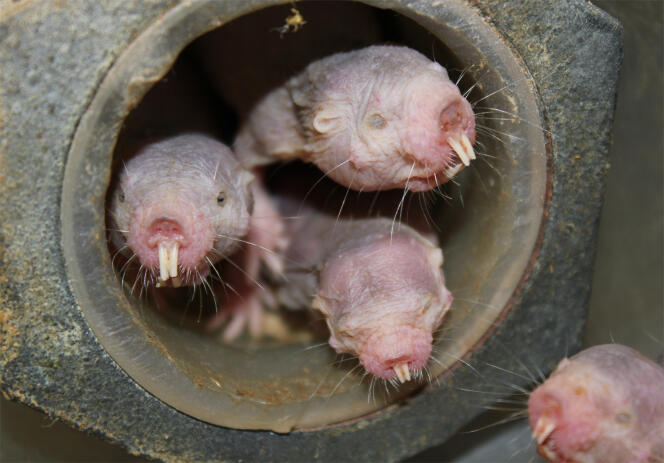 Des rats-taupes glabres dans un laboratoire de l’Université de l’Illinois, à Chicago.
