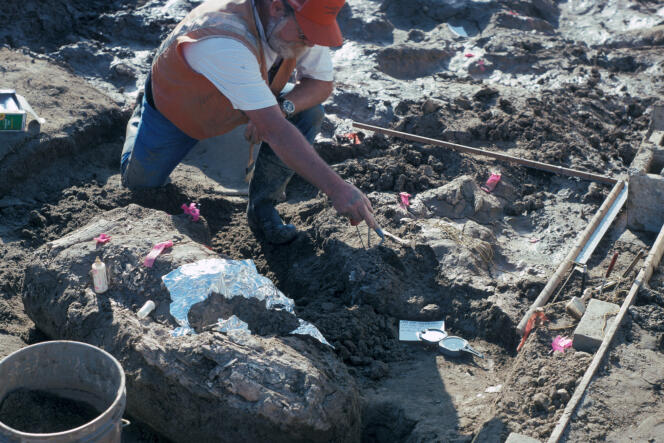 Un paléontologue du Muséum d’histoire naturelle de San Diego pointe un rocher près d’un fragment de défense de mastodonte, lors de la fouille, dans les années 1990.