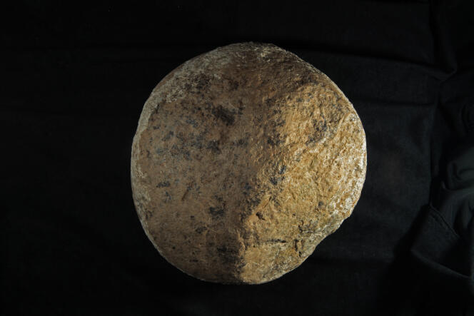 Ce galet découvert à San Diego (Californie) pourrait avoir été utilisé par des humains pour briser des os d’un mammouth il y a 130 000 ans.