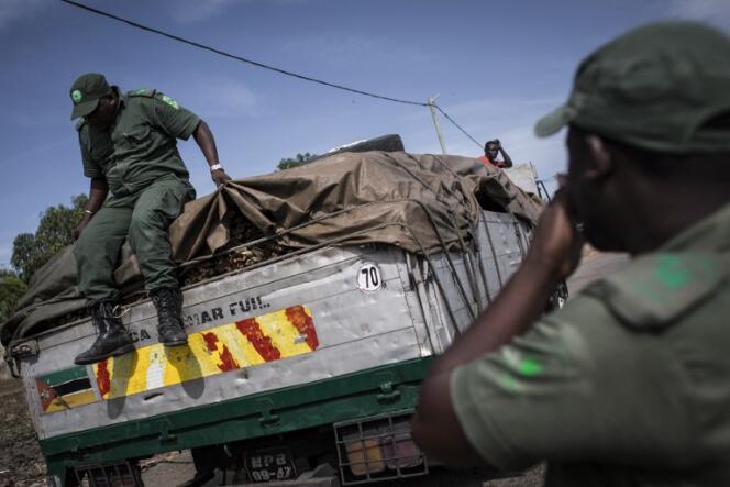 Des membres de la police forestière du Mozambique ont arrêté un camion dans la banlieue de Pemba, au nord, et cherchent du bois coupé illégalement.