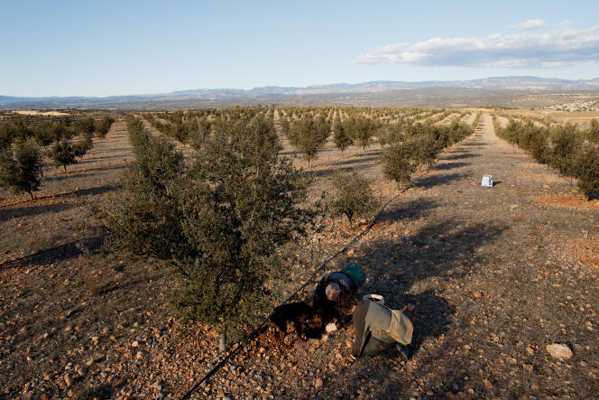 Une truffière à Sarrion, dans la province espagnole de Teruel, en février 2016.