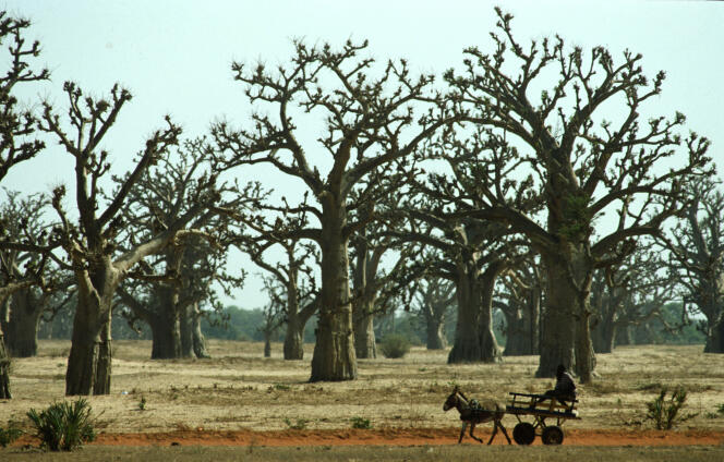 Forêt de baobabs au Sénégal.