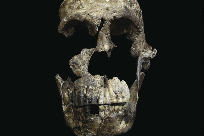 Vue de face du crâne du représentant de l’espèce « Homo naledi », baptisé Neo, trouvé dans une grotte sud-africaine.