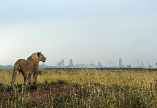 Le parc national de Nairobi, avec à l’horizon les tours qui se multiplient dans la capitale kényane.