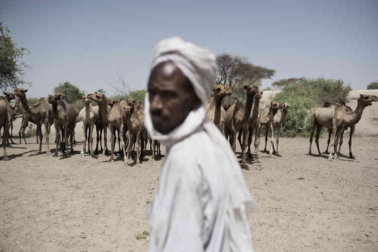 Près du camp de déplacés de Dilerom, un chamelier rassemble son troupeau.