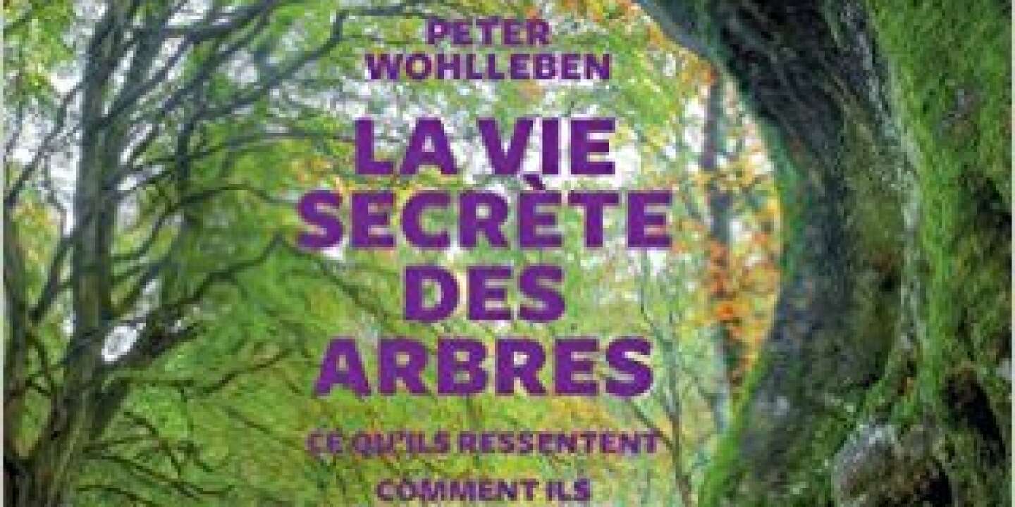 La Vie secrète des arbres », best-seller et leçon de bonheur