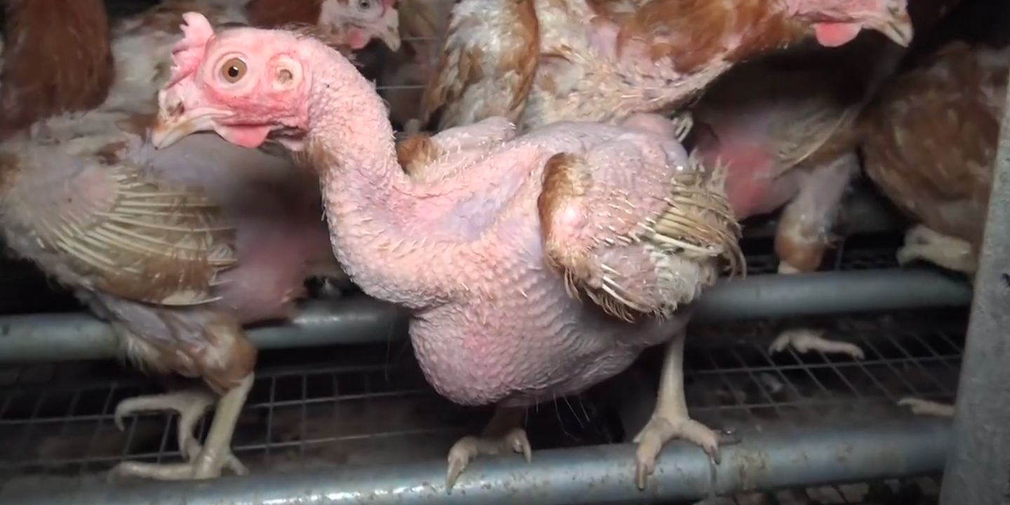 Pourquoi Les Poules Se Piquent Le Croupion