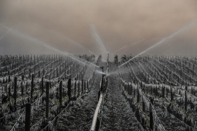 Vignoble de chablis, près d’Auxerre. Arrosage d’eau visant à protéger les vignes du gel, en avril 2017.