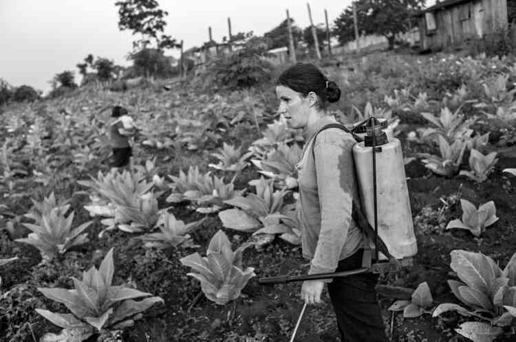 Le Roundup, le désherbant star de Monsanto, est utilisé sur des plants de tabac dans la province de Misiones, en novembre 2012.