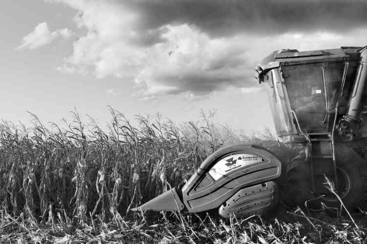 Moisson du maïs près de la ville de Sinop, en juillet 2013. Dans cette région, il y a jusqu’à quatre moissons par an.
