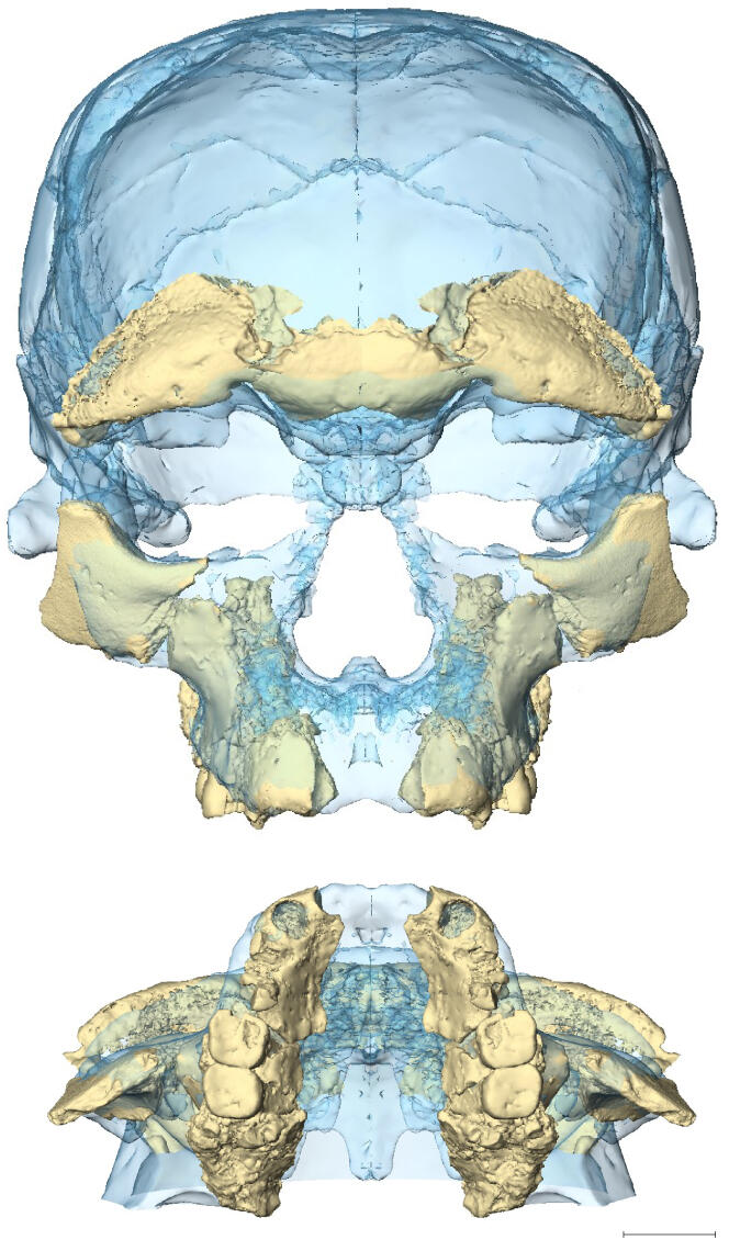 Superposition de deux reconstitutions de la face des fossiles Irhoud 10 (beige) et Irhoud 1 (bleu), parmi plusieurs possibles: toutes se situent dans la variabilité des visages retouvés chez les hommes actuels.