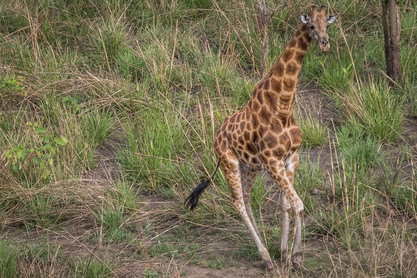 Les derniers jours des girafes du Congo