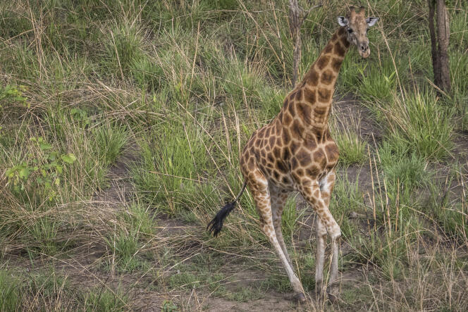 Une girafe du Kordofan dans le parc national de la Garamba, en République démocratique du Congo (RDC).