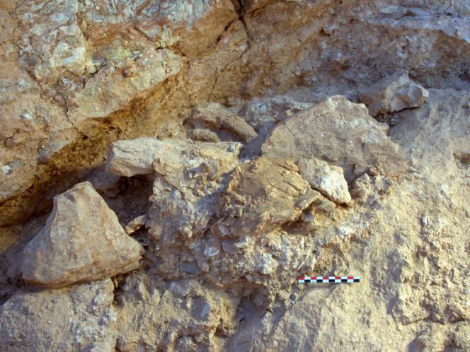Les fossiles tels qu’ils ont été découverts.