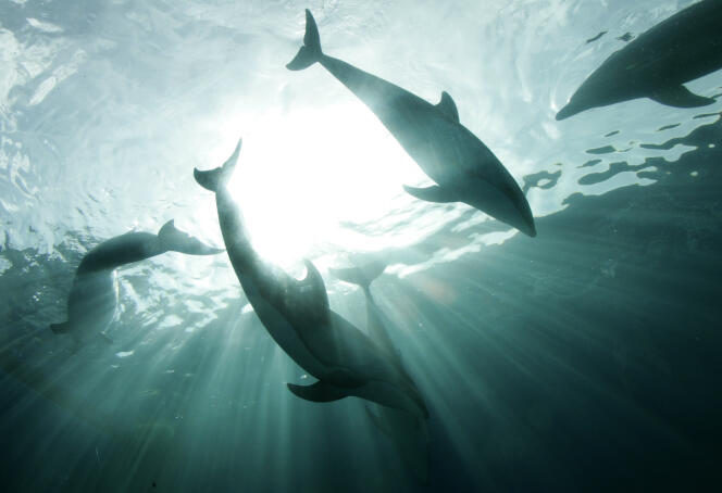 Des dauphins dans un aquarium de Yokohama Hakkeijima Sea Paradise, au sud de Tokyo, le 20 mars 2007.