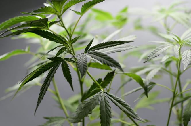 Un plant de cannabis à Milan, en juin.