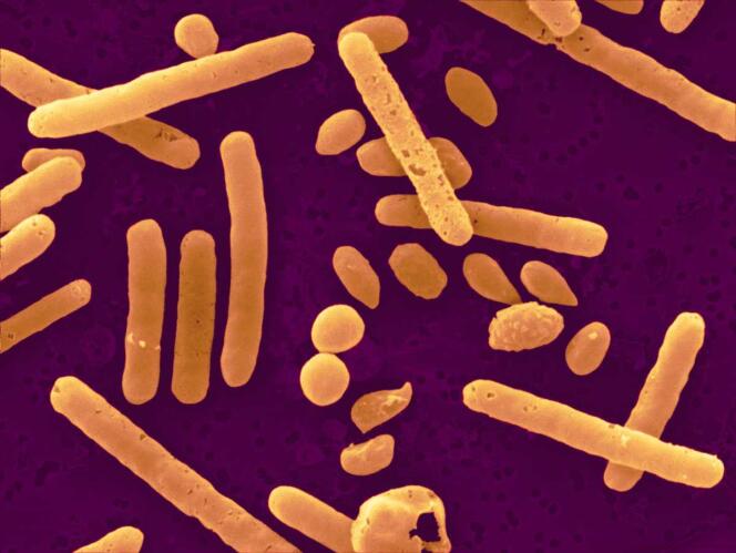 La transplantation de microbiote fécal aux malades souffrant d’infection au Clostridium difficile affiche un taux de succès de près de 90%.