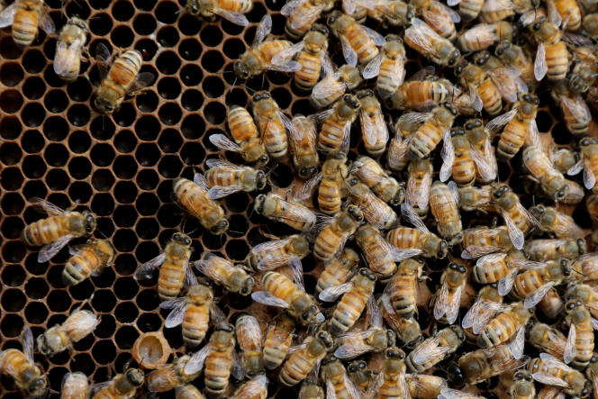 Les apiculteurs évoquent des taux de perte dépassant les 80 % dans certains territoires.