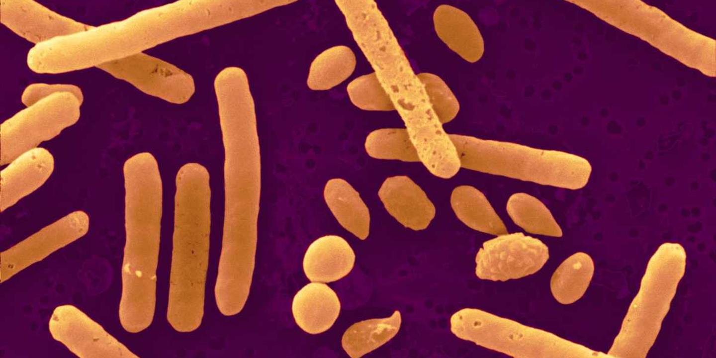 Le microbiote fécal, un nouveau médicament plein de promesses