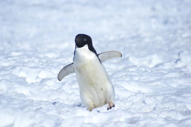 Un manchot Adélie sur les glaces de l’Antarctique.