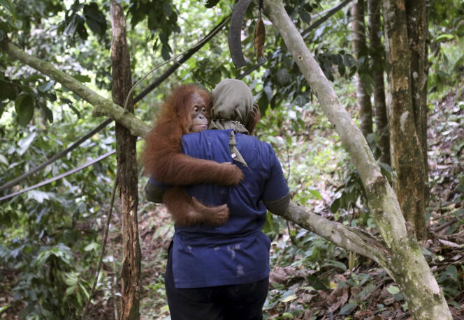 Les populations d’orangs-outans de Bornéo (Indonésie) ont chuté de 25 % ces dix dernières années, pour atteindre 80 000 individus.