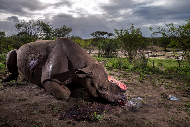Le cadavre d’un rhinocéros noir retrouvé dans la réserve de Hluhluwe-Umfolozi, en Afrique du Sud.