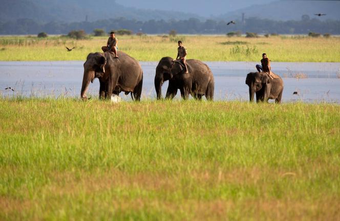 Des éléphants traversent une rivière dans le village de Khola Bhuyan village, dans l’étatde l’Assam, en Inde, en 2017.