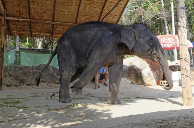 Un éléphant utilisé à des fins touristiques.