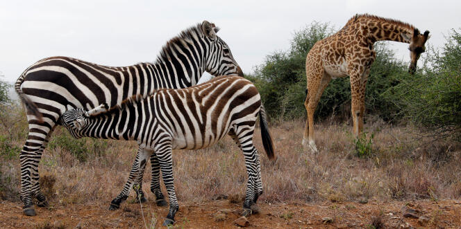 Dans un parc national près de Nairobi, au Kenya.