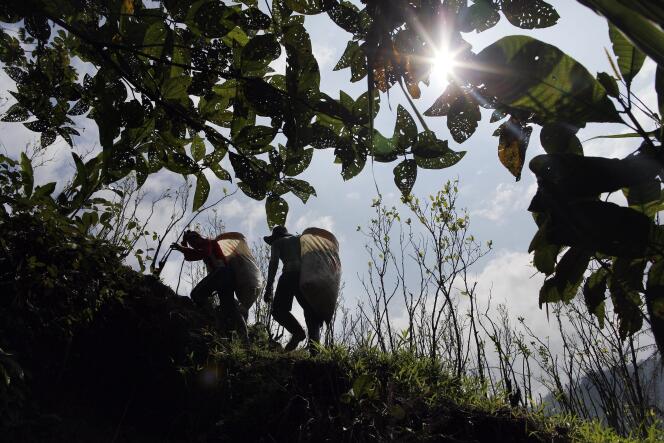 Des cultivateurs de coca dans la région d’Antioquia, en Colombie.