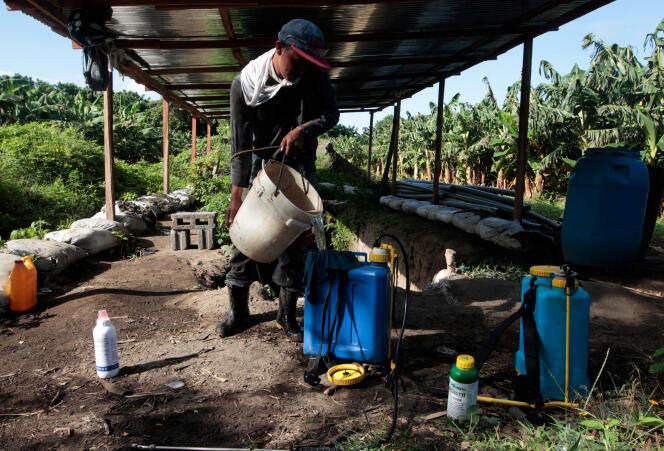 Un homme prépare des pesticides avant de les épandre sur une plantation de bananes au Nicaragua le 15 juillet 2017.