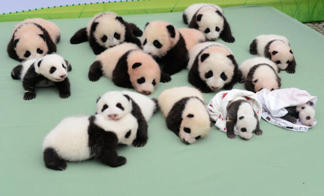 Quatorze bébés pandas montrés au public à Wolong, en Chine, en septembre 2013.