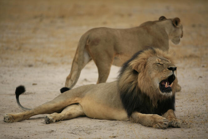Le 21 octobre 2012, le lion Cecil, tué par un dentiste américain hors de sa réserve protégée, aux abords du parc Hwange, au Zimbabwe.