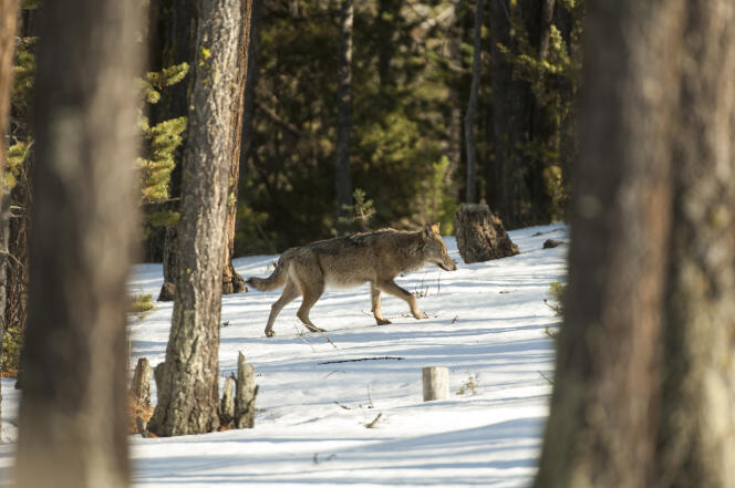 Loup sauvage dans la forêt du Queyras, Hautes-Alpes. Mois de mars au petit matin.