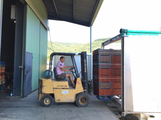 Alain Mounier remplit un semi-remorque de 22 tonnes d’abricots, sans connaître le prix auquel ils seront achetés.