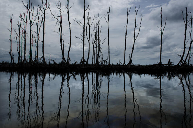Dans le village de Bille (Etat de Rivers), dans le sud du Nigeria, la mangrove, polluée, est recouverte d’un vernis noir.