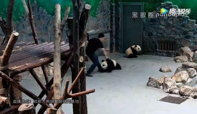 En Chine Il Ne Faut Surtout Pas Toucher Au Panda Geant