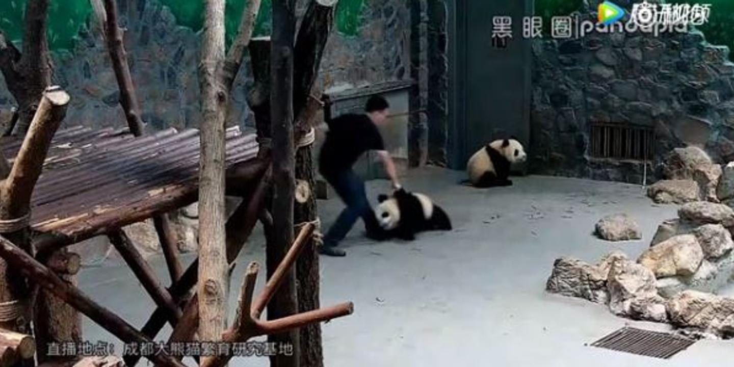 En Chine Il Ne Faut Surtout Pas Toucher Au Panda Geant
