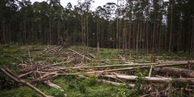 Une parcelle de forêt près de Butembo, en République démocratique du Congo, en novembre 2016.