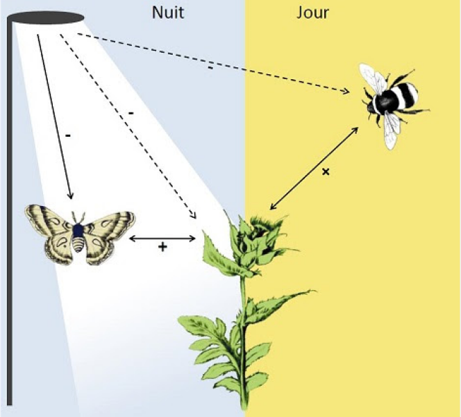 Schéma illustrant les effets en cascade de la lumière artificielle nocturne sur les communautés de plantes et de pollinisateurs. Les flèches pleines indiquent des effets directs, les flèches en pointillés les effets indirects. Le signe se réfère à la nature attendue de l’effet direct ou indirect. L’effet négatif direct de la pollution lumineuse sur les communautés de pollinisateurs nocturnes se transmet aux plantes en diminuant leur succès de reproduction, ce qui se répercute sur les pollinisateurs diurnes en diminuant la quantité de ressources alimentaire à leur disposition.
