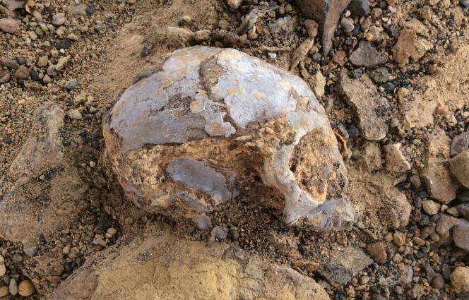 Excavation partielle du crâne du primate du genre Nyanzapithecus.
