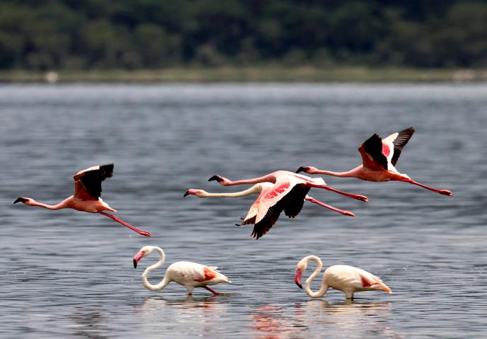 La Beaute Perdue Du Lac Nakuru Perle Du Kenya