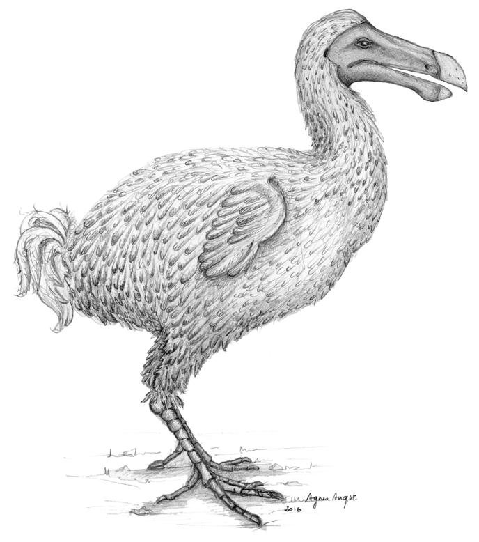 Le Dodo Pop Star Révélée Par Ses Os