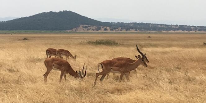 Des impalas dans le parc de l’Akagera, au Rwanda, en mai 2017.