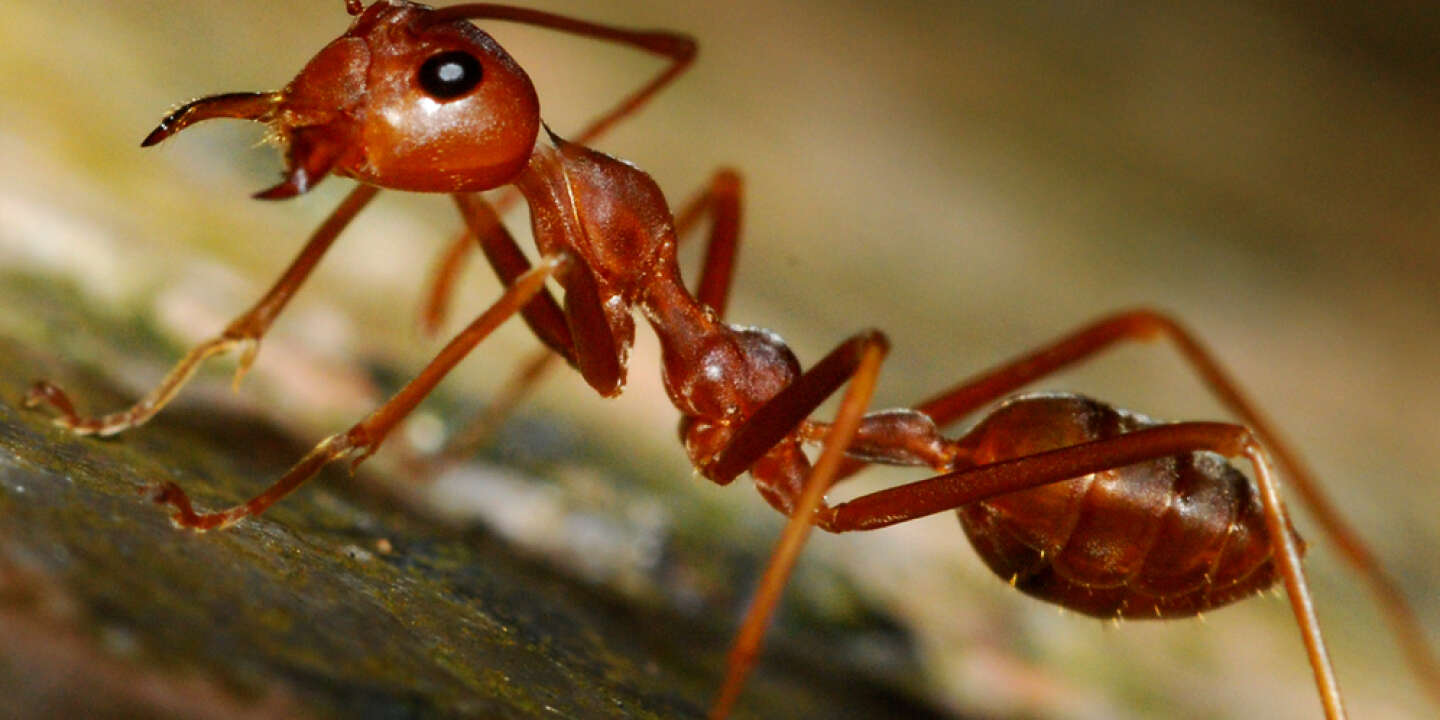 Houston : après les inondations, les fourmis rouges