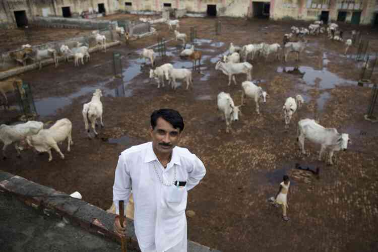Le 30 août. Anand Kumar, 40 ans, gère un « gaushala », un refuge de vaches situé dans le village de Ladwa, à 180 kilomètres au nord-ouest de New Delhi, dans l’Etat de l’Haryana.